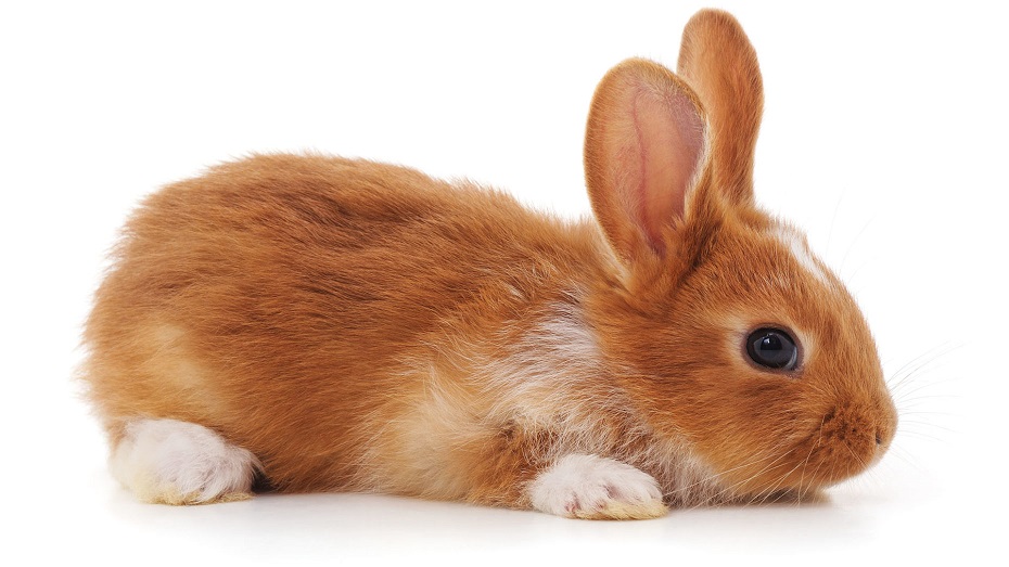 ts.Osterhase