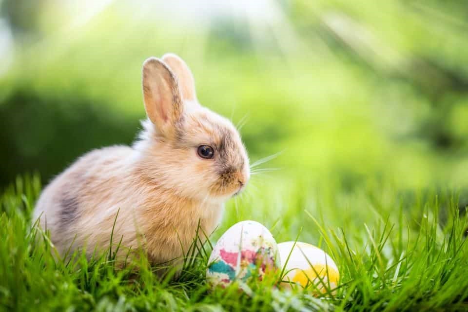 ts.osterhase 960x640