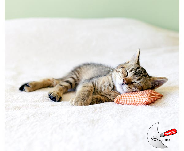 tsWeb Schlafende Katze mit Logo